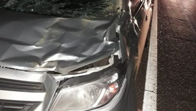 Acidente com animal (1)