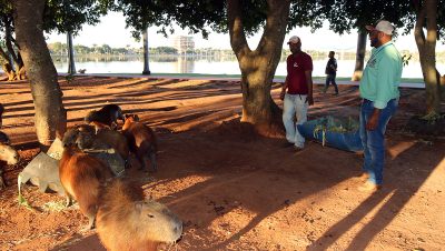 Alimentacao Capivara (56)