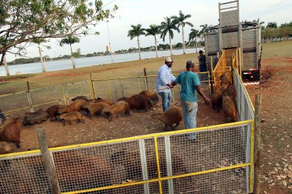Capivara lagoa M (6)
