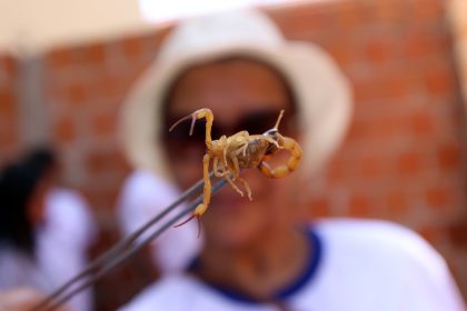 Dengue Escorpiao (37)