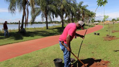 Plantacao Arvore L.Maior (12)