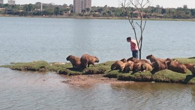 animais na lagoa (4)