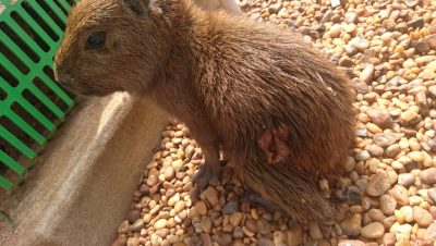 capivara ferida
