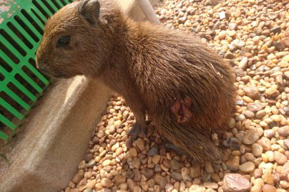 capivara ferida