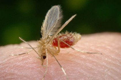 mosquito palha