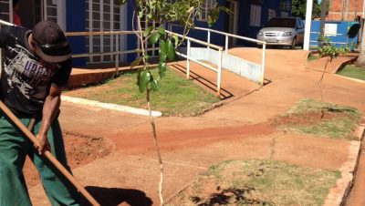 plantio de mudas arapua (6)