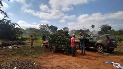 porco solto junho (3)